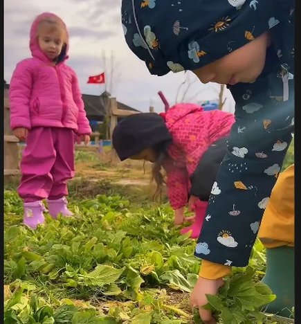 Ispanakları hasat ettik. 🌿